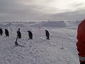 penguins trampling over Fabra transect line